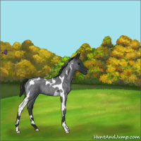 Horse Color:Blue Roan Tobiano 