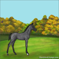 Horse Color:Blue Roan 