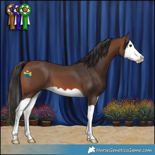 Horse Color:Bay Splash 