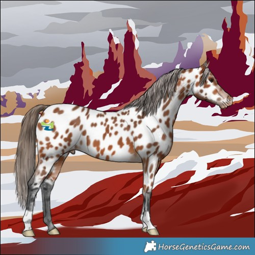 Horse Color:Bay Appaloosa 