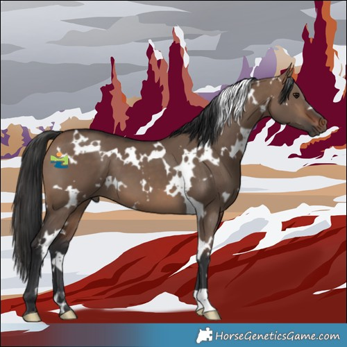 Horse Color:White Spotted Brown Dun 