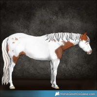 Horse Color:Silver Bay Tobiano Frame Rabicano