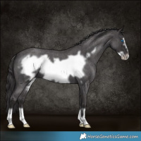 Horse Color:Smoky Blue Roan Frame