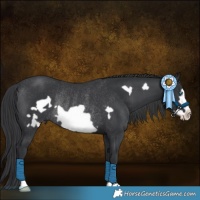 Horse Color:Black Frame Rabicano 