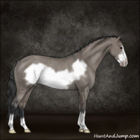 Horse Color:Grullo Frame Rabicano
