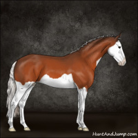 Horse Color:Silver Bay Splash 