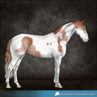 Horse Color:Chestnut Splash Tobiano Rabicano