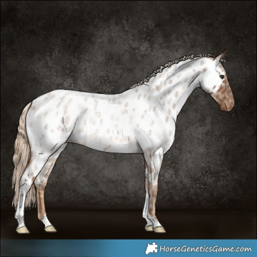 Horse Color:Chocolate Palomino Roan Appaloosa Rabicano 