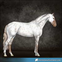 Horse Color:Chocolate Palomino Roan Appaloosa Rabicano 