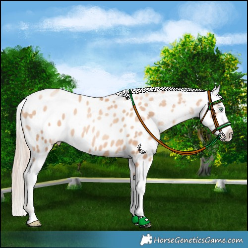 Horse Color:Gold Champagne Pearl Appaloosa 