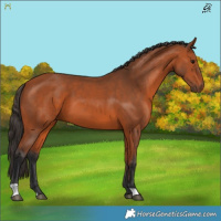 Horse Color:Bay 