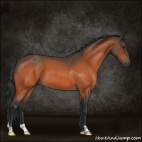 Horse Color:Bay Roan