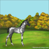Horse Color:Blue Roan Tobiano Rabicano 