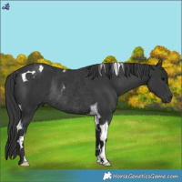 Horse Color:Black Tobiano Rabicano