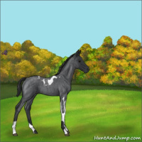 Horse Color:Blue Roan Tobiano 