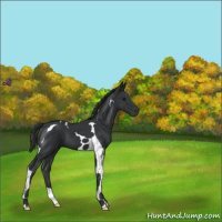 Horse Color:Black Tobiano 