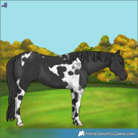 Horse Color:Black Tobiano 