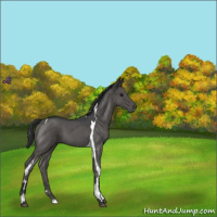 Horse Color:Blue Roan Tobiano 