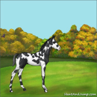 Horse Color:Black Splash Tobiano 