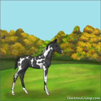 Horse Color:Blue Roan Tobiano 