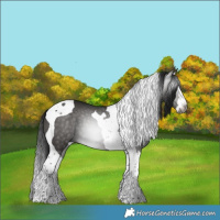 Horse Color:Gray Black Splash Tobiano 