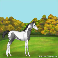 Horse Color:Blue Roan Splash Tobiano 