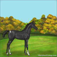 Horse Color:Black Tobiano 