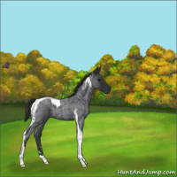 Horse Color:Blue Roan Tobiano 