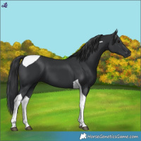 Horse Color:Black Tobiano 