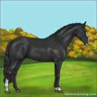 Horse Color:Black Sabino 