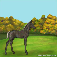 Horse Color:Midnight Palomino Ice Rabicano 