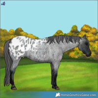 Horse Color:Midnight Blue Roan Blanket Rabicano 