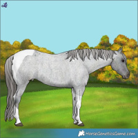 Horse Color:Midnight Blue Roan Tobiano Varnish Rabicano 