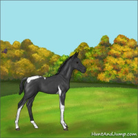 Horse Color:Blue Roan Tobiano 