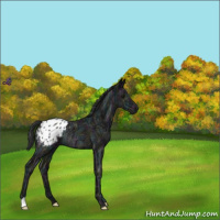 Horse Color:Midnight Black Ice Blanket Rabicano 