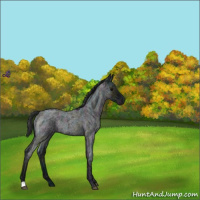 Horse Color:Midnight Blue Ice Roan Varnish Rabicano 