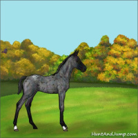 Horse Color:Midnight Blue Roan Varnish Rabicano 