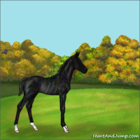 Horse Color:Midnight Black Rabicano 