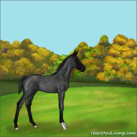 Horse Color:Midnight Blue Roan Rabicano 