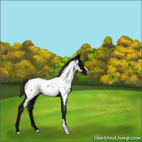 Horse Color:Midnight Black Appaloosa Rabicano