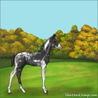 Horse Color:Black Tobiano 