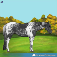 Horse Color:Black Tobiano 
