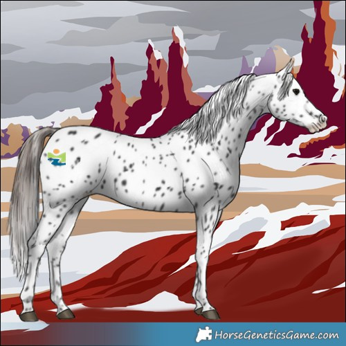 Horse Color:White Spotted Black Appaloosa 