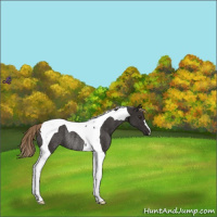 Horse Color:Liver Chestnut Tobiano Rabicano