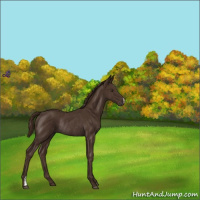 Horse Color:Liver Chestnut Rabicano 
