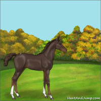 Horse Color:Liver Chestnut Tobiano 