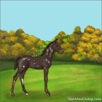 Horse Color:White Spotted Liver Chestnut 
