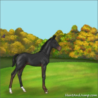 Horse Color:Liver Chestnut Appaloosa 