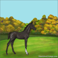 Horse Color:Liver Chestnut Tobiano 