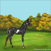 Horse Color:White Spotted Liver Chestnut Rabicano 